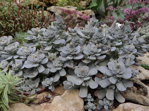 Orostachys iwarenge