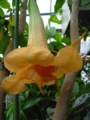 Brugmansia Bergzauber - 2 юбки. среднерослая, обильноцветущая -600р.