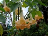 Brugmansia Diamond 3-4 юбки. среднерослый.цветок 32см -700р