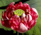 Nelumbo nucifera 'Cherry Blossom' среднерослый -3000р