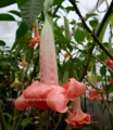 Brugmansia dalins Princess 600р