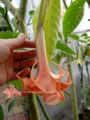 Brugmansia Mirce . среднерослый. цветок 17- 20см. аромат сирени. 700р