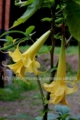 Brugmansia  Anya - 700р