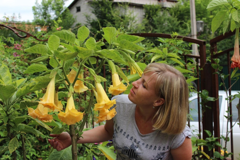 тропические. экзотические, 