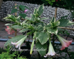 Brugmansia Katrin Bonte -600р