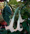 Brugmansia Grazie variagated - цветок 30см светло оранжевый. вариегатность светло-салатовая. среднерослый. 600р