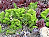 Очиток sedum cristatum ( гребенчатый) -200р