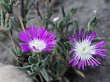 Delosperma 'Violet Wonder 200р