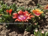 Delosperma 'Fire Spinner' 300 руб