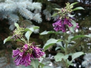 Иохрома Iochroma 'cyaneum 'Indigo'