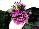 'Indigo'