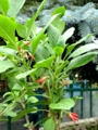 Iochroma fuchsioides