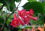 Iochroma fuchsioides