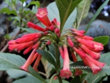 Iochroma fuchsioides