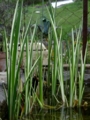Аир болотный Вариегатус ( Acorus calamus Variegatus). высота 60-120см-250р