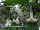 Brugmansia Sudving -600р