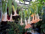 Brugmansia Apricot Queen variagated цветок 45см. -700р.