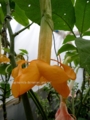 Brugmansia Bergzauber - 2 юбки. среднерослая, обильноцветущая -600р.