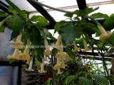 Brugmansia Axel Rose- цвето 30см. белый с оранжевой каймой. лист мохнатый, по краю гофрированный. по центру салатовая вариегатность-600р