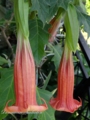 Brugmansia Zunac II...- цветок 20см. очень обильное цветение рост медленный, менее требовательный к поливу, в отличии от всех сортов-1000р