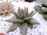 echeveria agavoides hybrid