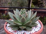 Echeveria agavoides aquamarine 250р