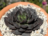 Echeveria 'Black Prince' -300р