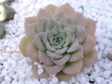 Echeveria 'Fleur Blanc'