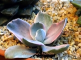 Echeveria gibbiflora variegata