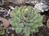 Echeveria pulidonis -180р