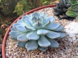 Echeveria 'Tippy'