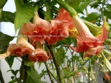 Brugmansia 'Full Rosea' -600р