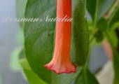 Иохрома 'Orange-Rot' 