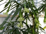 Brugmansia Culebra - потрясающая супер мини. медленно растущая. не похожа ни по цветам ни по листве на своих братьев. цветок 25см-1500р.