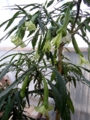 Brugmansia 'Culebra'