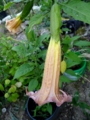 Brugmansia NEW WAVE- цветок 20см. карлик. 1200р