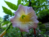 Brugmansia NEW WAVE