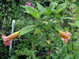 Brugmansia  NEW WAVE