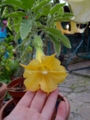 Brugmansia ORO VERDE- цветок 20см. карлик. вариегатный. рост ампельный. подходит для выращивания в подвесных горшках. 1200р.