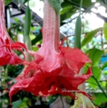 Бругмансия, Brugmansia