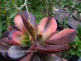 echeveria Prima Donna var- 2500р