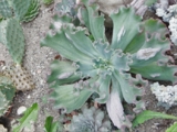 Echeveria "Dick Wright -500р 