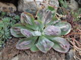 echeveria Baron Bold- 500-800р