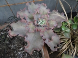 Echeveria Crinoline -500р