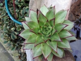 Echeveria agavoides 'Lipstick' -500р