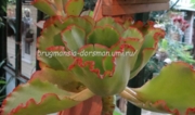 echeveria  dicks pinc-500р