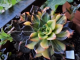 Echeveria