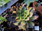 Echeveria