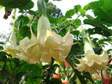 Brugmansia angel surprise -700р