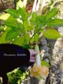 Brugmansia angels flight variegata -махровая 4 юбки. цветок 36см. 800р